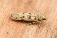 Bryotropha domestica