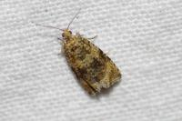 Celypha lacunana