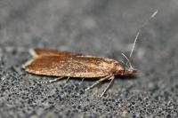 Dichomeris ustalella