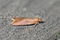Dichomeris ustalella