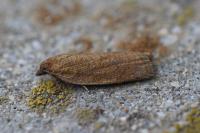 Aphelia viburnana