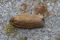 Aphelia viburnana