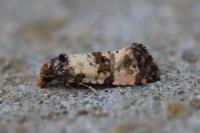 Cochylichroa atricapitana