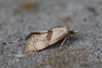 Cochylidia