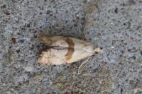 Cochylidia