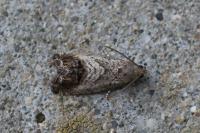 Cydia splendana