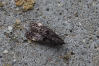 Dichomeris alacella