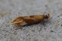 Epicallima formosella