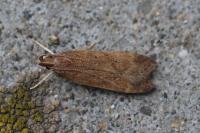 Helcystogramma lutatella