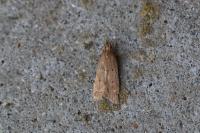 Helcystogramma lutatella