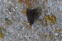 Lecithocera nigrana