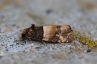 Lobesia bicinctana