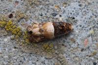 Lobesia bicinctana