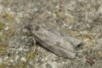 Cnephasia