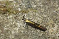 Coleophora alcyonipennella