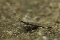 Coleophora glaucicolella