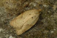 Acleris ferrugana