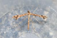 Amblyptilia acanthadactyla