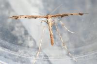 Amblyptilia acanthadactyla