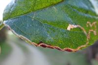 Lyonetia clerkella