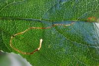 Lyonetia clerkella