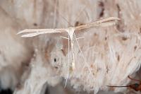 Emmelina monodactyla