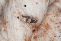 Crocidosema plebejana