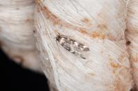 Oegoconia