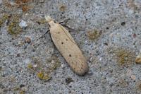 Nothris verbascella