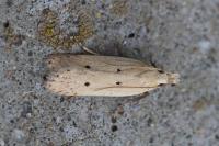 Nothris verbascella