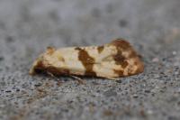 Phalonidia contractana
