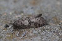 Penestoglossa dardoinella
