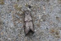 Penestoglossa dardoinella