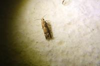 Eucosma conterminana