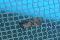 Neocochylis molliculana