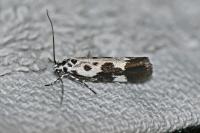 Ethmia quadrillella