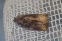 Archips podana