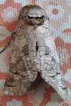 Cossus cossus