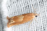 Eucosma conterminana