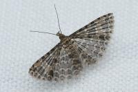 Alucita huebneri
