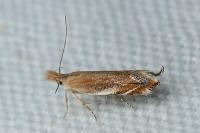 Sophronia sicariellus