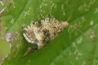 Celypha lacunana