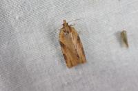 Clepsis spectrana