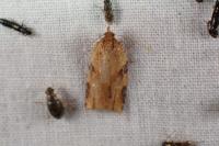 Clepsis spectrana
