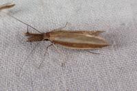Pleurota aristella