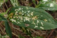 Coleophora saponariella