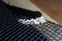 Ypsolopha sequella