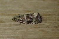 Celypha lacunana