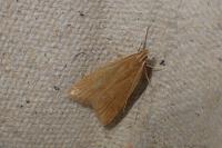 Helcystogramma rufescens