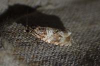 Orthotaenia undulana